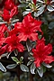 Rhododendron Hot Shot Variegata IMG_4427 Azalia